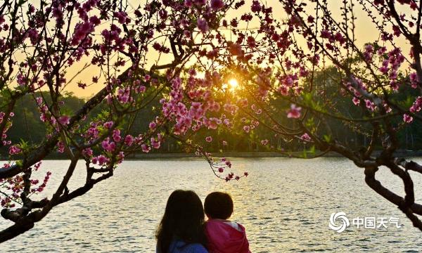 福州西湖公园桃花朵朵开 金色阳光照射下美轮美奂