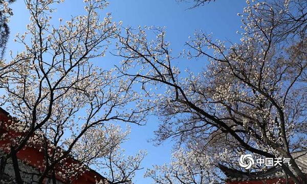 南京玄武湖樱桃花开提前盛开 花满枝头春意盎然