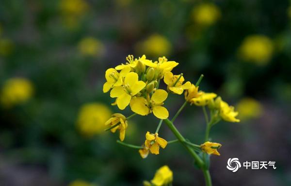 贵州龙里油菜花开春意浓 踏青赏花正当时