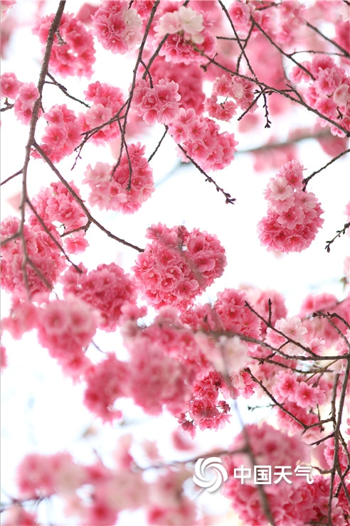 春光“樱”你而来！云南昆明樱花季开启 樱花烂漫盛放