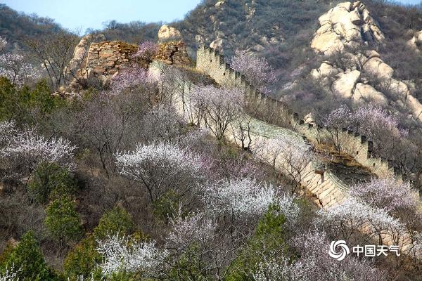 居庸关长城春意浓 桃花盛开蜜蜂飞舞