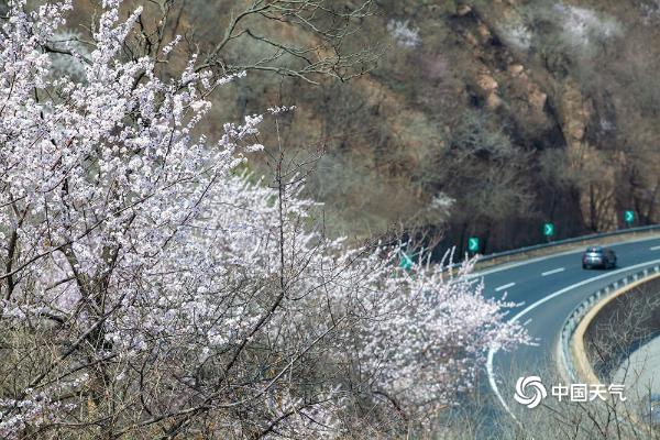 居庸关长城春意浓 桃花盛开蜜蜂飞舞