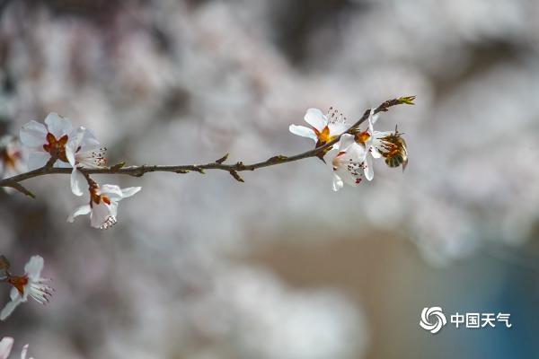 居庸关长城春意浓 桃花盛开蜜蜂飞舞