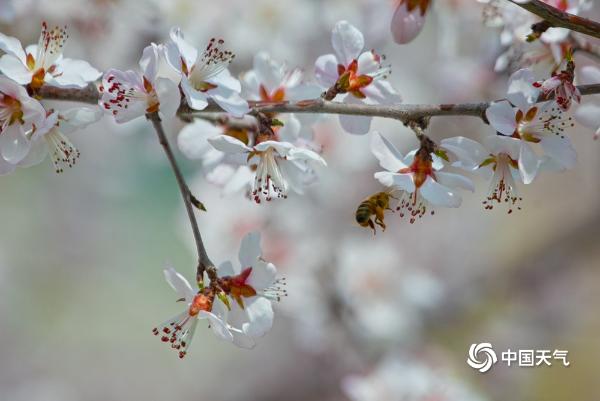 居庸关长城春意浓 桃花盛开蜜蜂飞舞