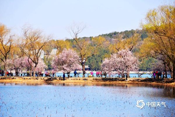 北京颐和园花朵初绽 蓝天暖阳相伴生机盎然 