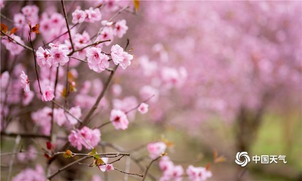 四川巴中花朵肆意绽放 春意浓浓