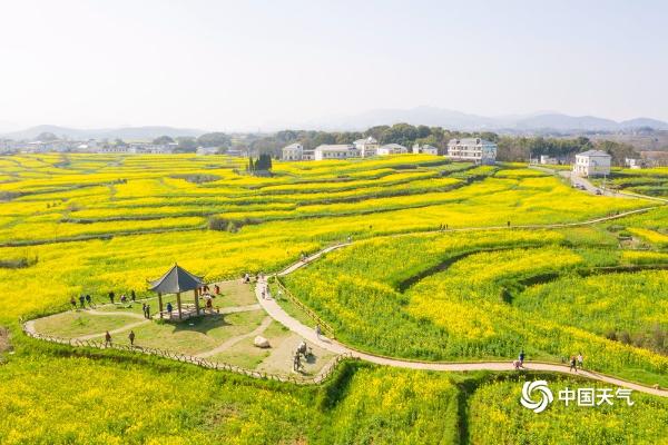 航拍江西瑞昌油菜花 大地如铺金色“地毯”