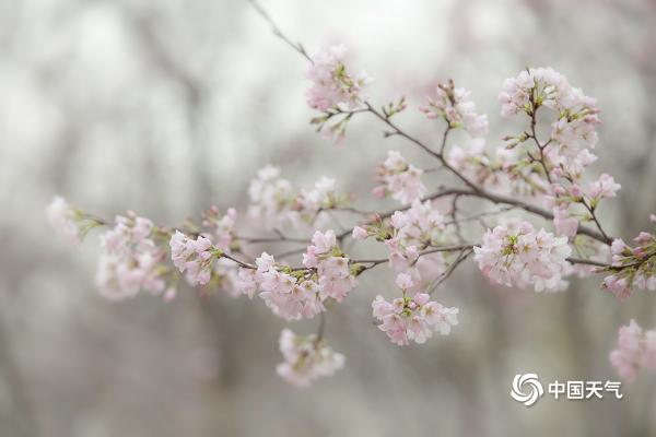 北京即将变成花的海洋 玉渊潭紫竹院春花已悄悄绽放