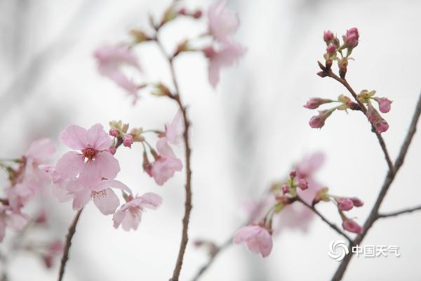 北京即将变成花的海洋 玉渊潭紫竹院春花已悄悄绽放