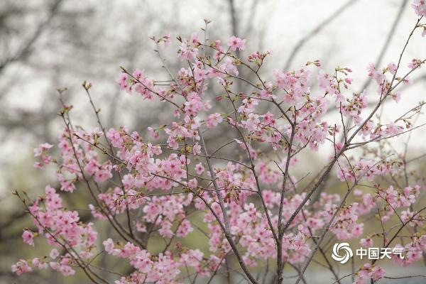 北京即将变成花的海洋 玉渊潭紫竹院春花已悄悄绽放