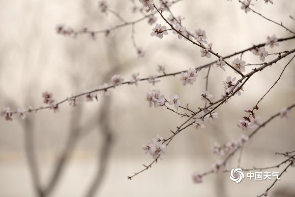 北京即将变成花的海洋 玉渊潭紫竹院春花已悄悄绽放