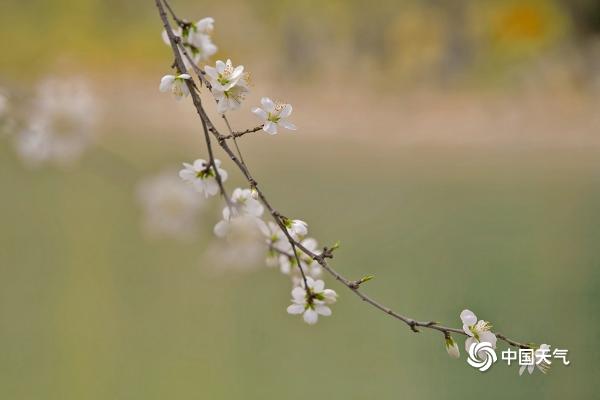 北京即将变成花的海洋 玉渊潭紫竹院春花已悄悄绽放