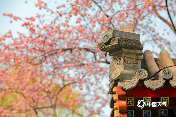 北京即将变成花的海洋 玉渊潭紫竹院春花已悄悄绽放