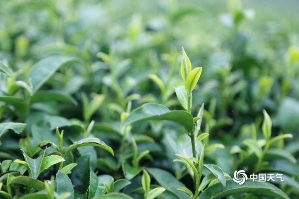 广西象州：古琶茶飘香 茶农采茶忙