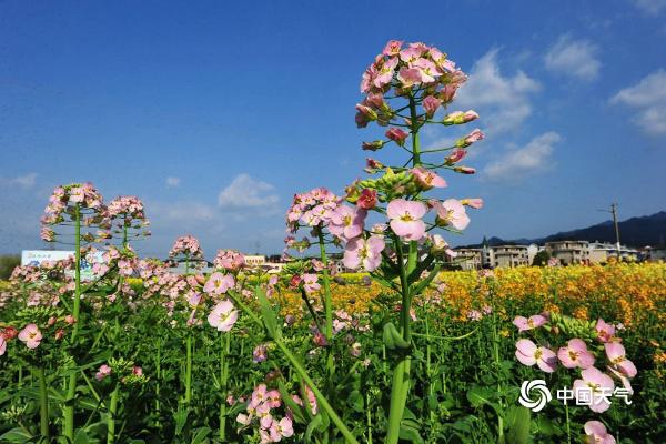 春光无限好！赏花儿才是正经事