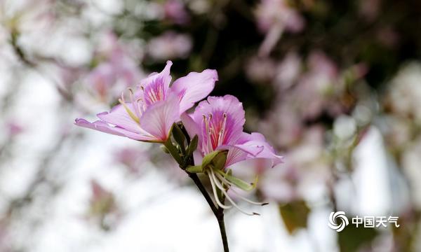 春光无限好！赏花儿才是正经事