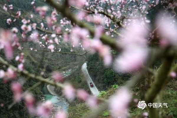 重庆黔江200亩桃花盛开 粉红花海氤氲