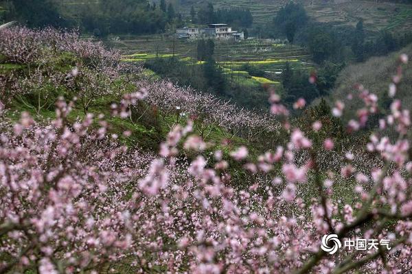 重庆黔江200亩桃花盛开 粉红花海氤氲