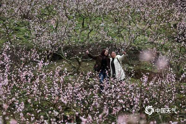 重庆黔江200亩桃花盛开 粉红花海氤氲