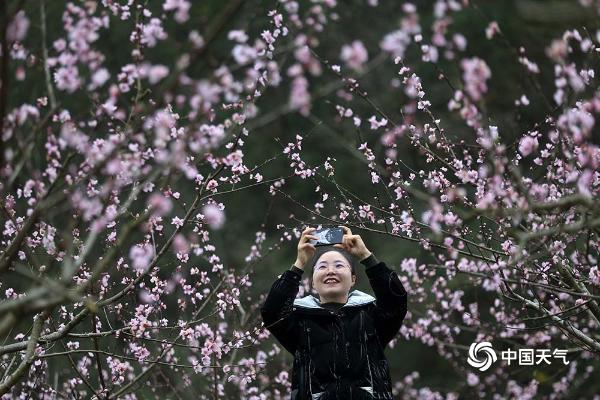 重庆黔江200亩桃花盛开 粉红花海氤氲