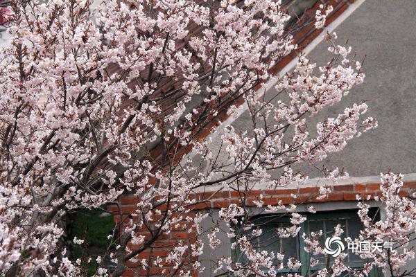 山东威海樱桃花竞相绽放 花团锦簇春意盎然