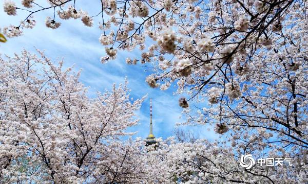 北京玉渊潭樱花进入最佳观赏期 吸引游人前来踏青