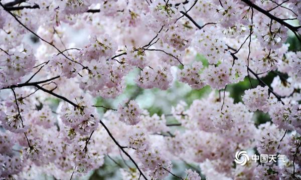 北京玉渊潭樱花进入最佳观赏期 吸引游人前来踏青