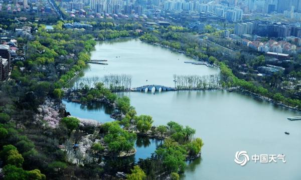 北京玉渊潭樱花进入最佳观赏期 吸引游人前来踏青