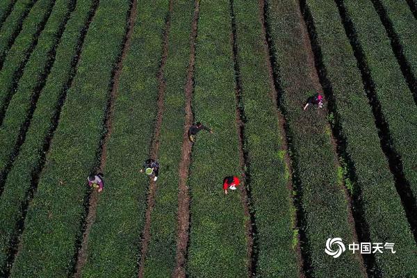 重庆黔江晴天在线 茶农抓住时机采摘明前茶