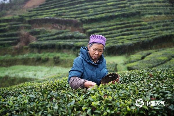 重庆黔江晴天在线 茶农抓住时机采摘明前茶