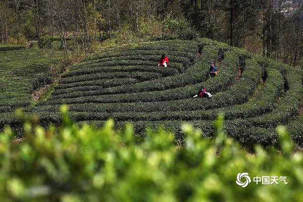 重庆黔江晴天在线 茶农抓住时机采摘明前茶