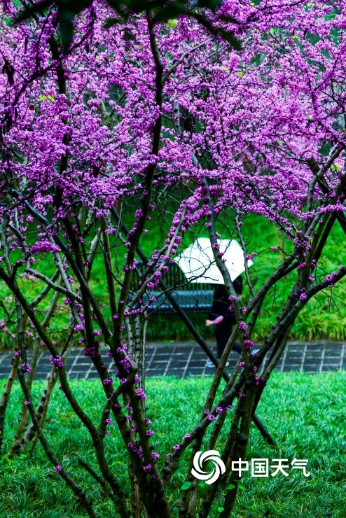 雨中紫荆花清丽脱俗 重庆上演紫色梦幻