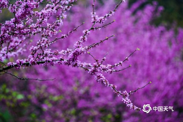 雨中紫荆花清丽脱俗 重庆上演紫色梦幻