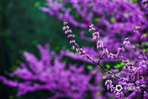 雨中紫荆花清丽脱俗 重庆上演紫色梦幻