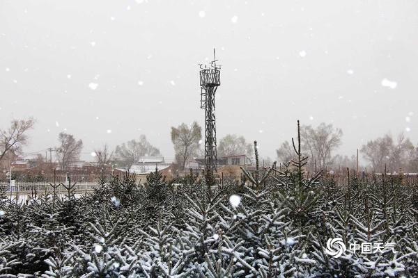 甘肃临夏雨雪驱浮尘 白雪掩映花娇艳