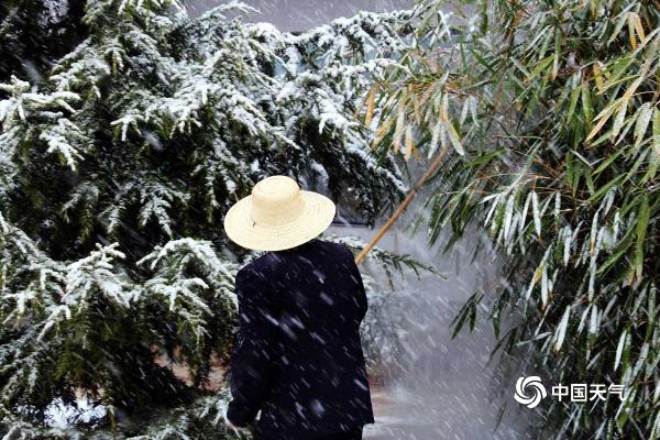 甘肃临夏雨雪驱浮尘 白雪掩映花娇艳