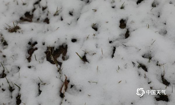 下雪了！新疆乌鲁木齐出现降雪 地面树木皆可见白