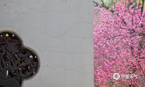 是春天了！北京迈入气象学意义上的春天 植物园的花都开好了