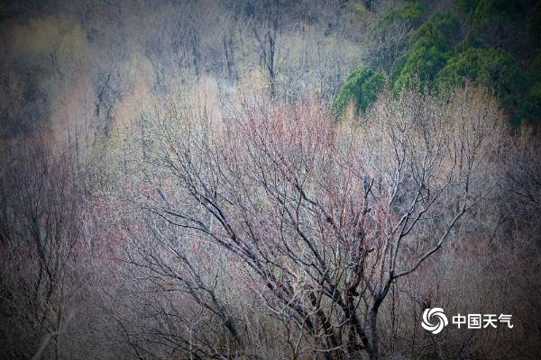 疏影横斜暗香浮动 北京植物园梅花开