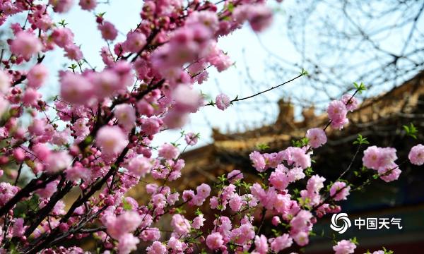 北京故宫花儿争春 红墙砖瓦更显静谧