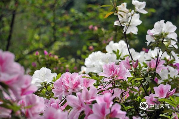 春分时节重庆春意盎然 杜鹃花满园绽放娇艳迷人