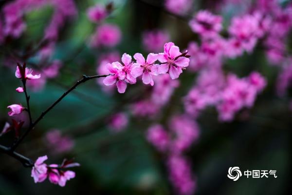 重庆彩云湖湿地公园 花红柳绿惹人醉