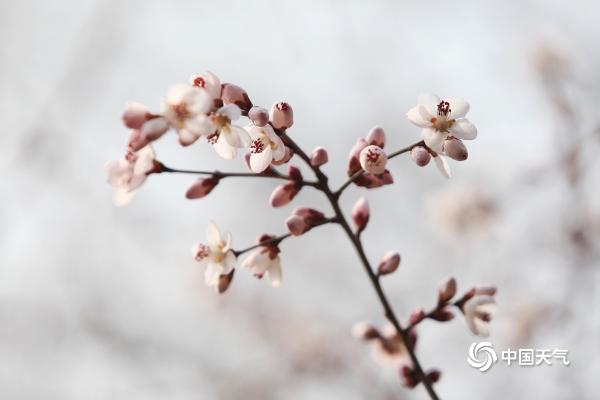 初吐芬芳 北京花朵渐次绽放赏花之旅开启