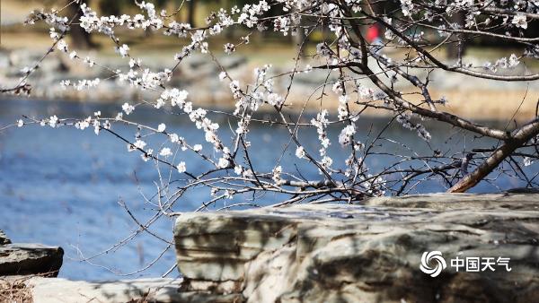桃花含笑映湖面 颐和园又迎一年赏春时