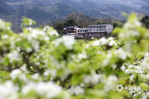 重庆黔江：梨花带雨美山村 游客冒雨醉画中