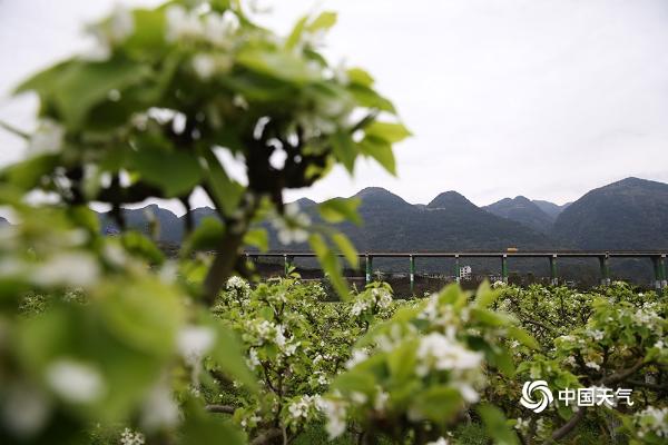 重庆黔江：梨花带雨美山村 游客冒雨醉画中