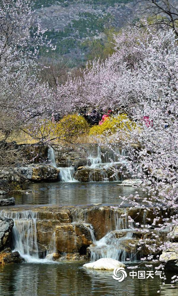 北京植物园百花争艳 游客前来赏花踏青寻觅春的气息