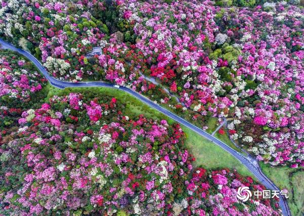 贵州毕节杜鹃花迎来最佳观赏期 姹紫嫣红美景“刷屏”