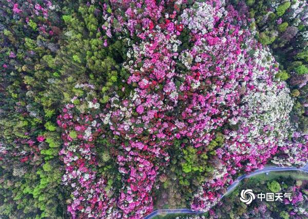 贵州毕节杜鹃花迎来最佳观赏期 姹紫嫣红美景“刷屏”