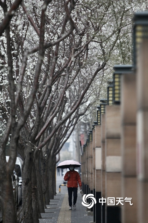 今晨北京小雨淅沥气温下降 市民撑伞出行